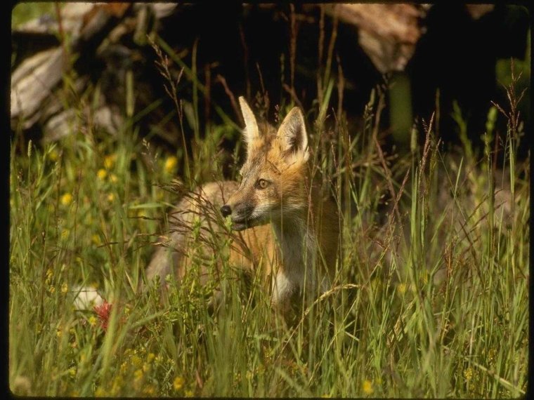 Обитатели леса Удмуртии