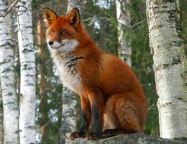 Животные на л