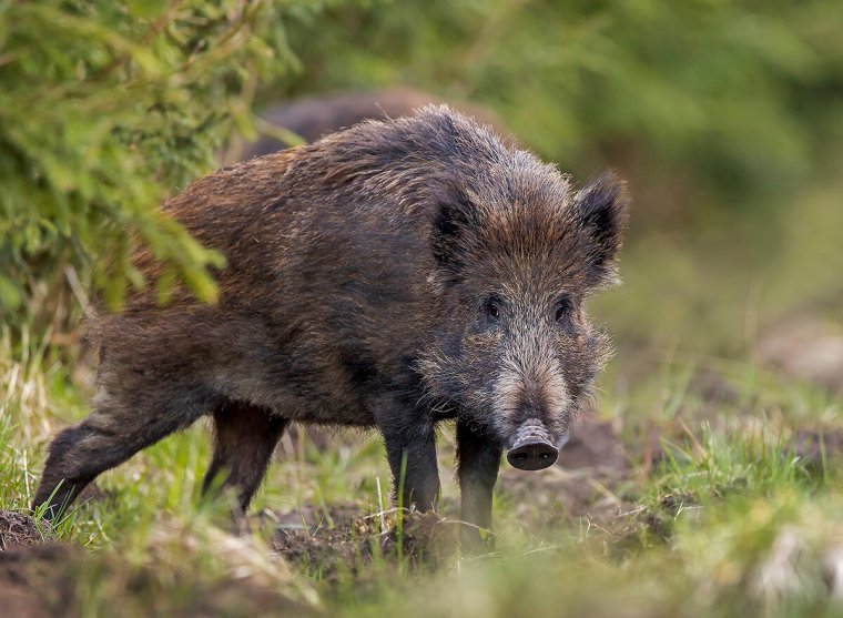 Кабан – sus scrofa Linnaeus, 1758