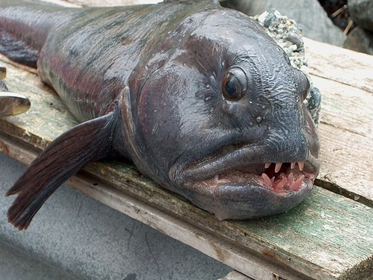 Морской волк рыба