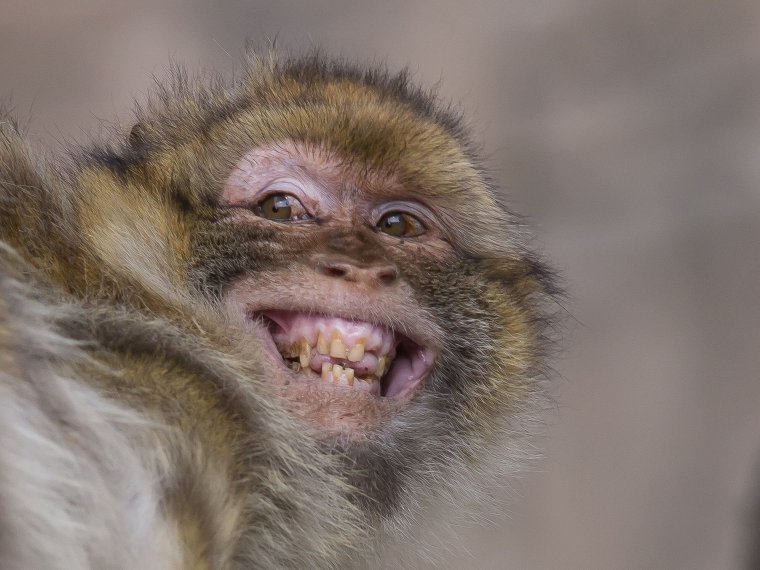Обезьянка капуцин злится