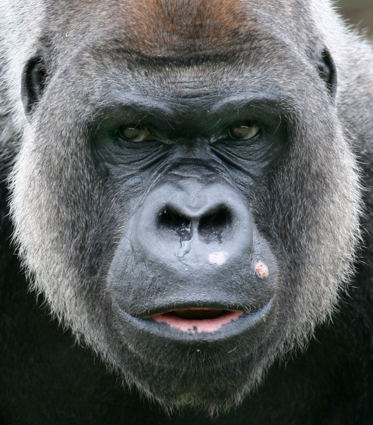 Лицо обезьяны