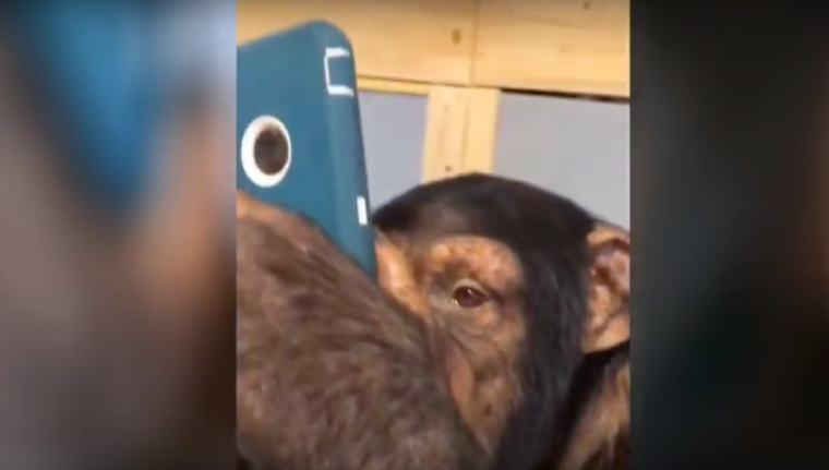 Обезьяна в инстаграмме