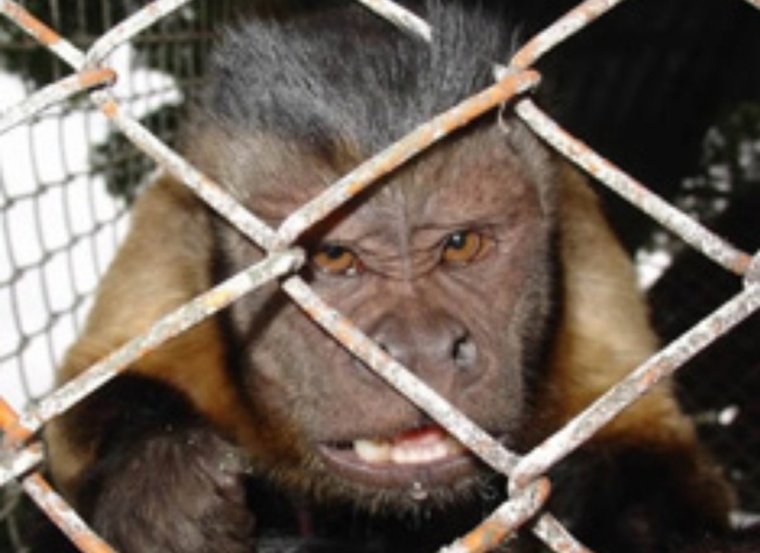 Обезьяна за решеткой