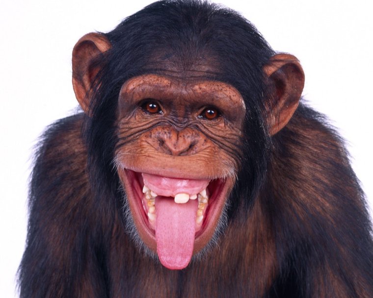 Обезьяна чичичи