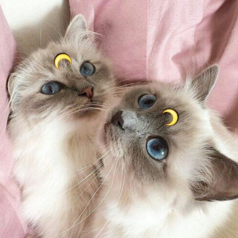 Милые котики парные