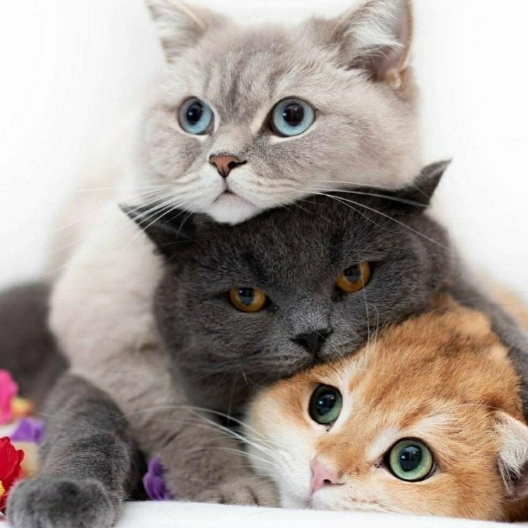 Доброе утречко котенок