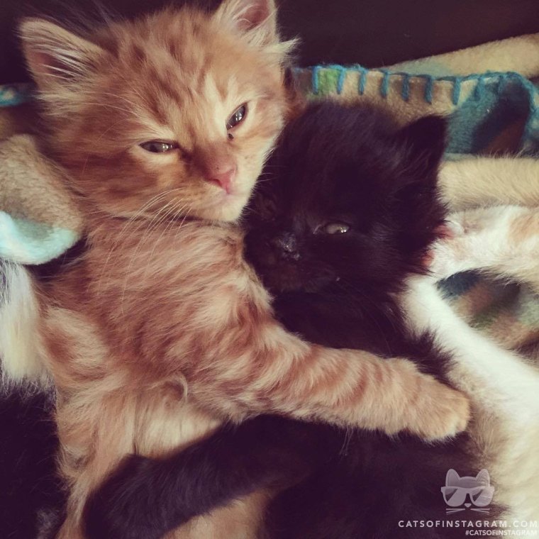 Самые милые котики вдвоем