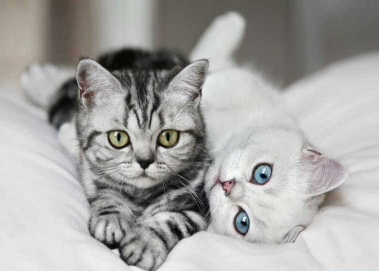 Два красивых котика