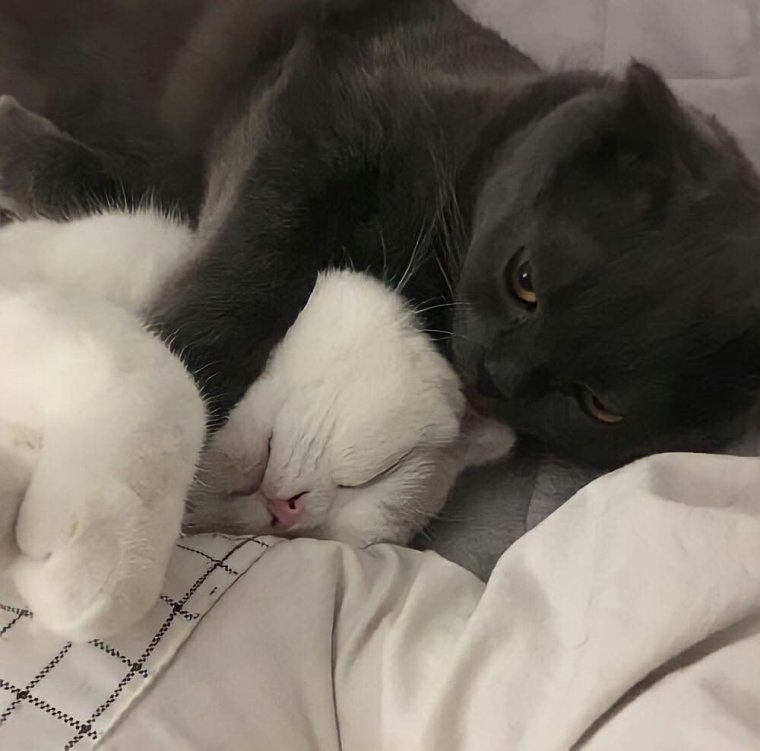 Котики обнимаются Эстетика