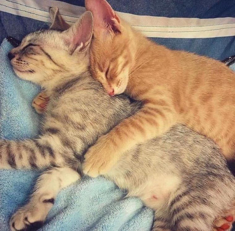 Котята в обнимку