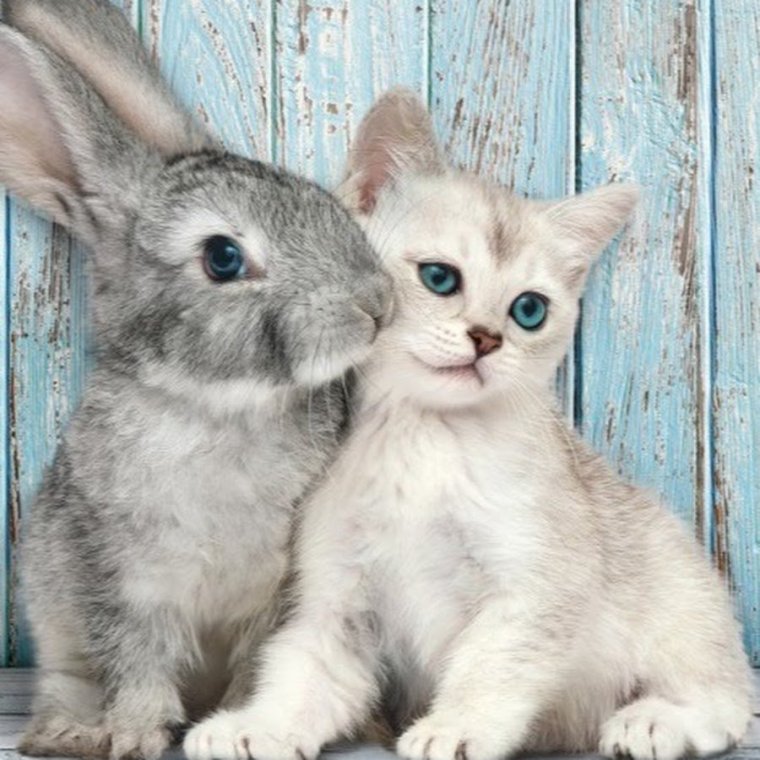 Зайчики и кошечки