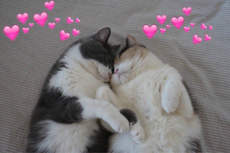 Парные котики