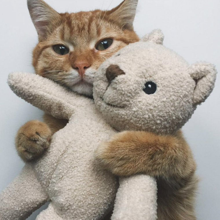 Котик обнимает