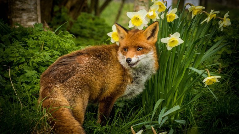 Красивые летние лиса