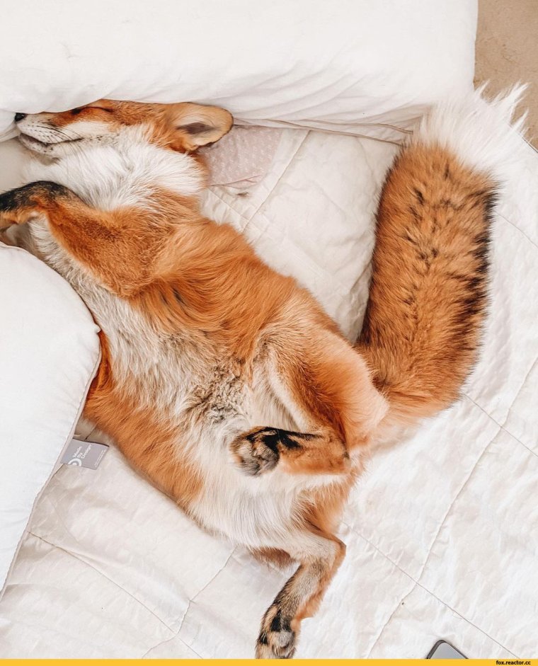 Спящие лисы