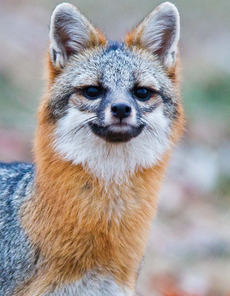 Пампасская лисица