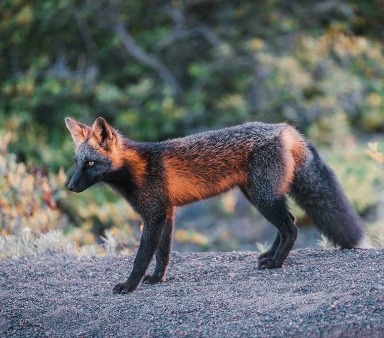 Канадская лисица чернобурая