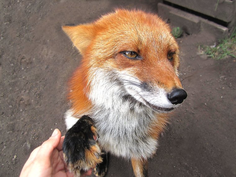 Лиса дает лапу