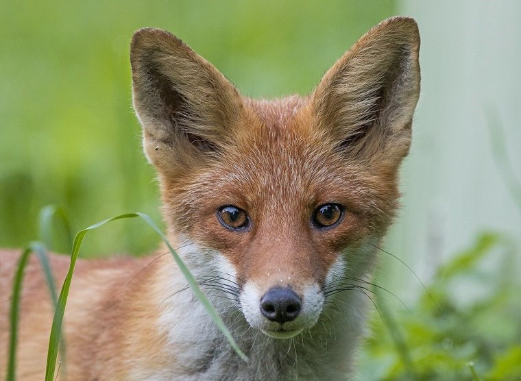 Лиса подросток