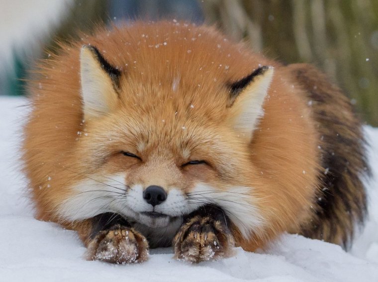 Картинки лисы