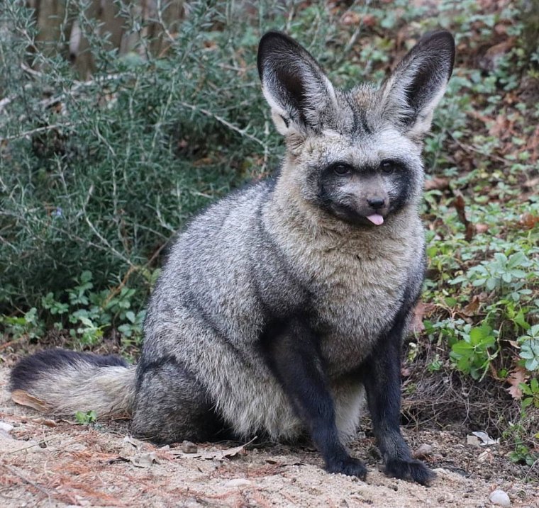 Южноафриканская большеухая лисица