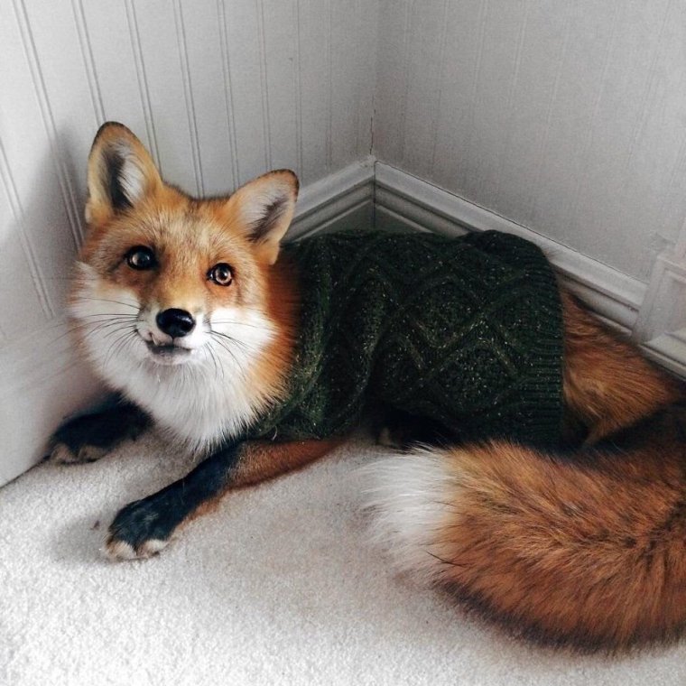 Джунипер Фокс