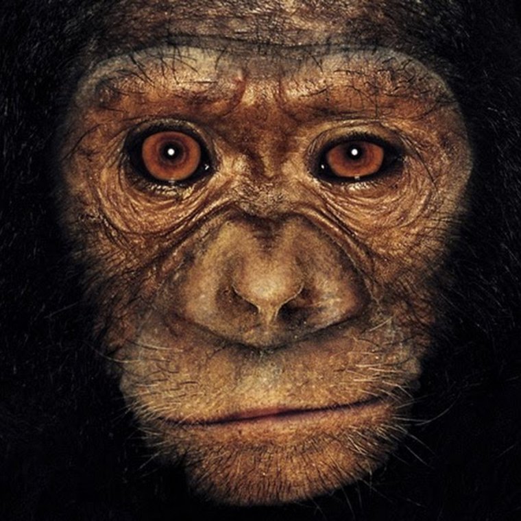 Обезьяна вблизи