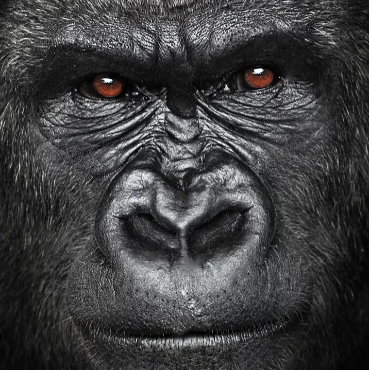 Взгляд гориллы