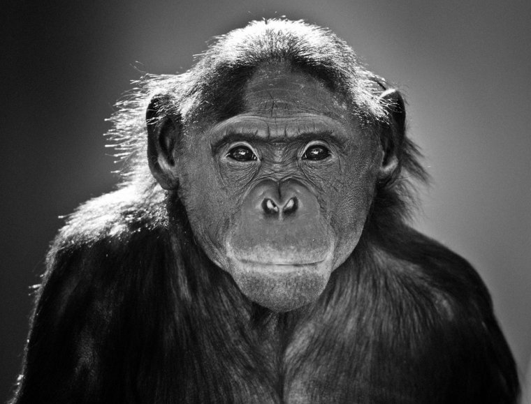 Шимпанзе портрет