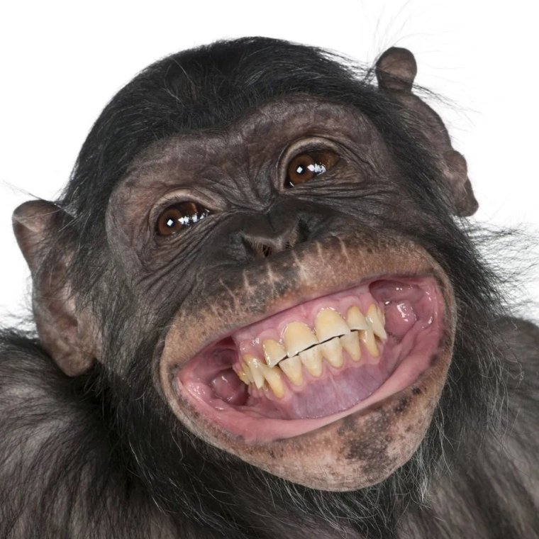 Обезьяна без зуба