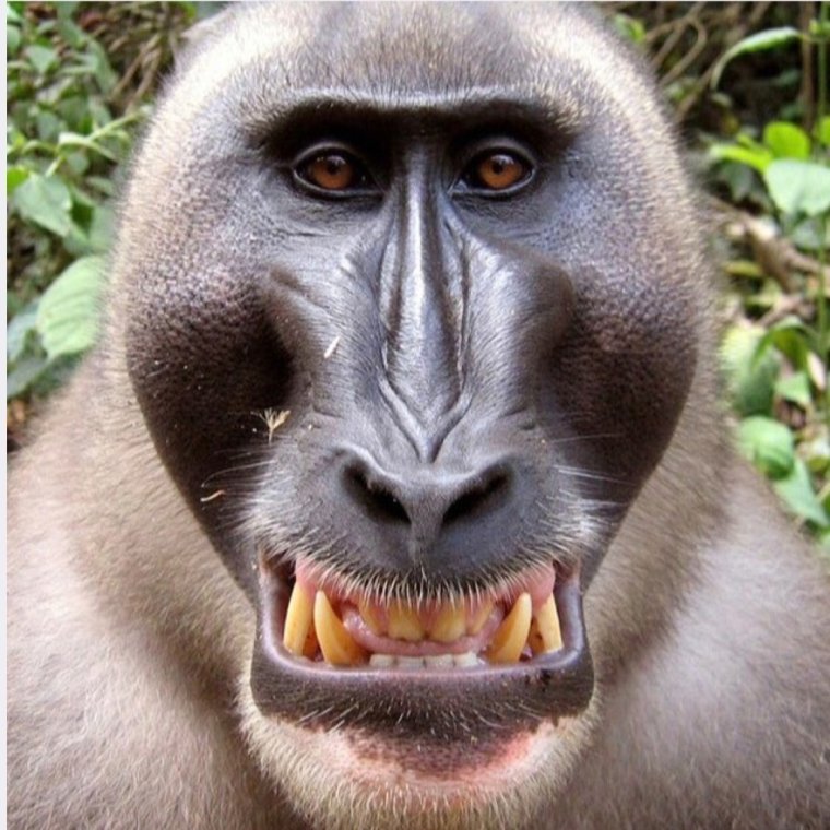 Голый Бибизян