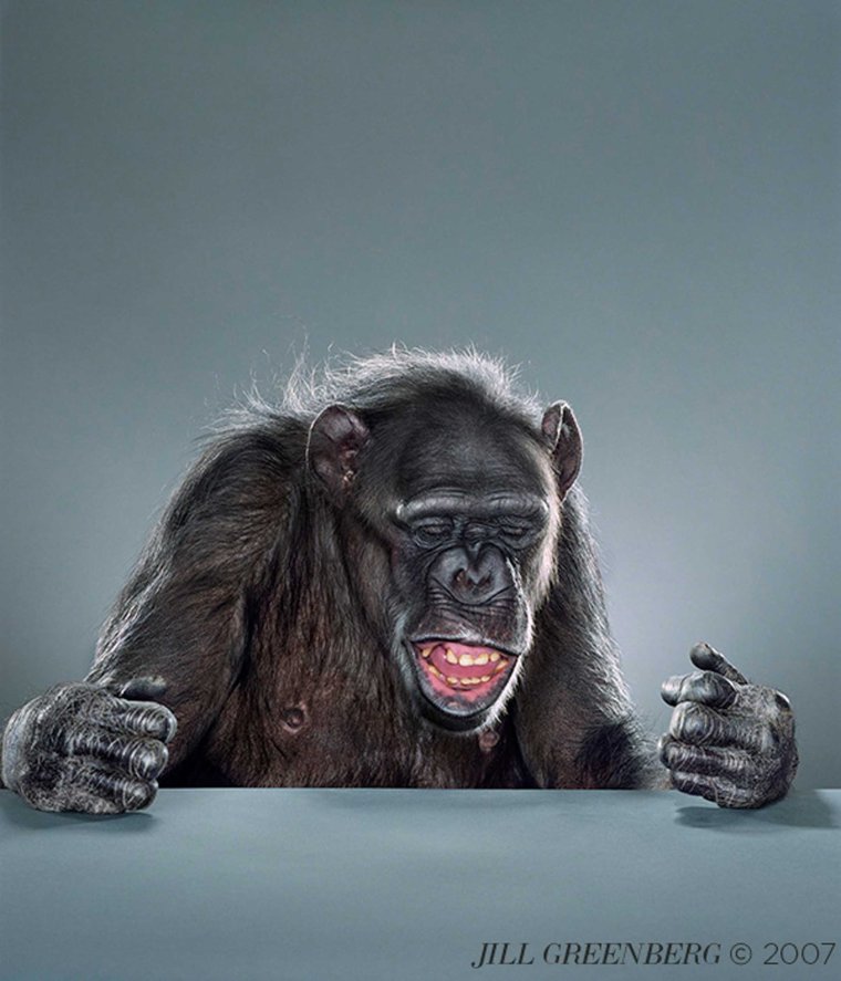 Джилл Гринберг обезьяны
