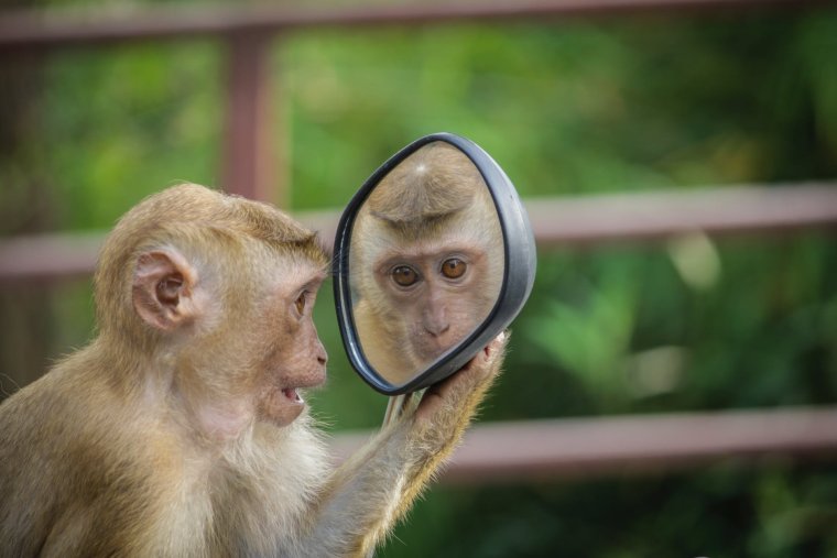 Шимпанзе и зеркало