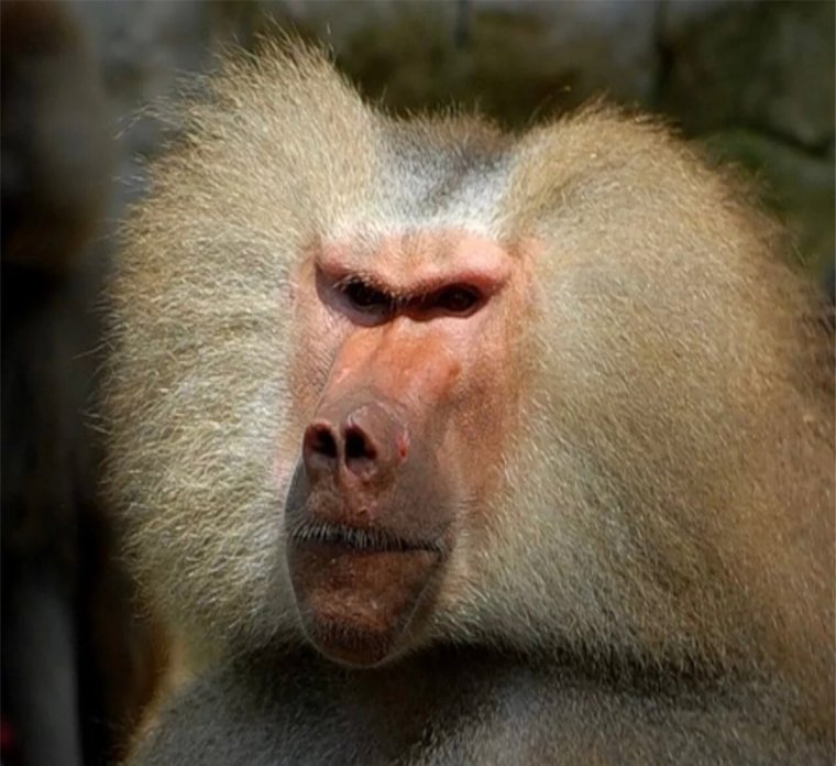 Обезьяна Настя