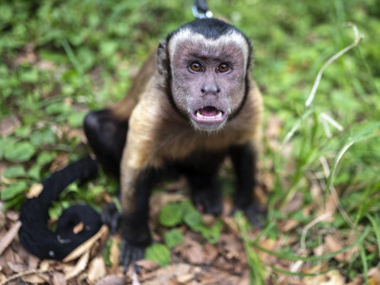 Дикая обезьяна