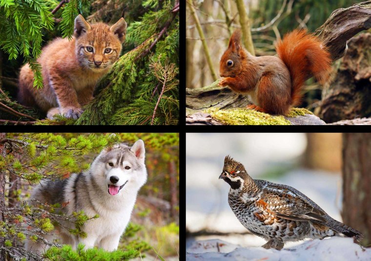 Фауна тайги