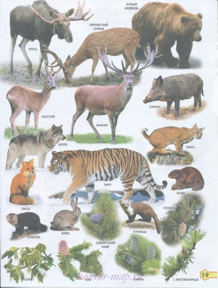 Дикие животные средней полосы