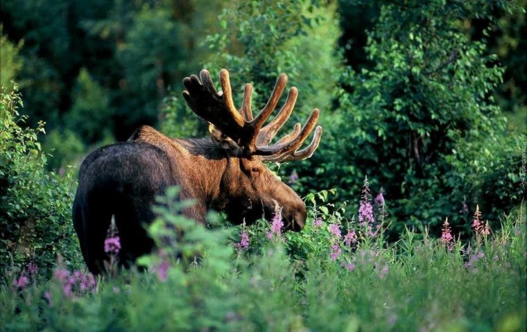 Лось в тайге