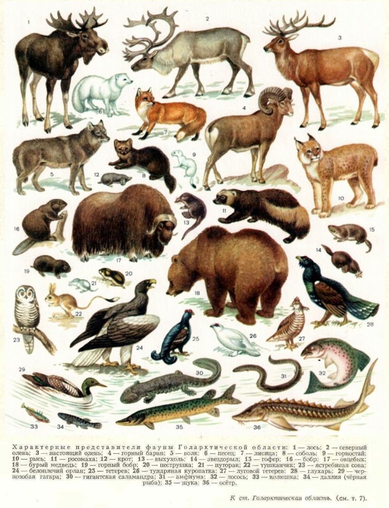 Голарктическая область фауна