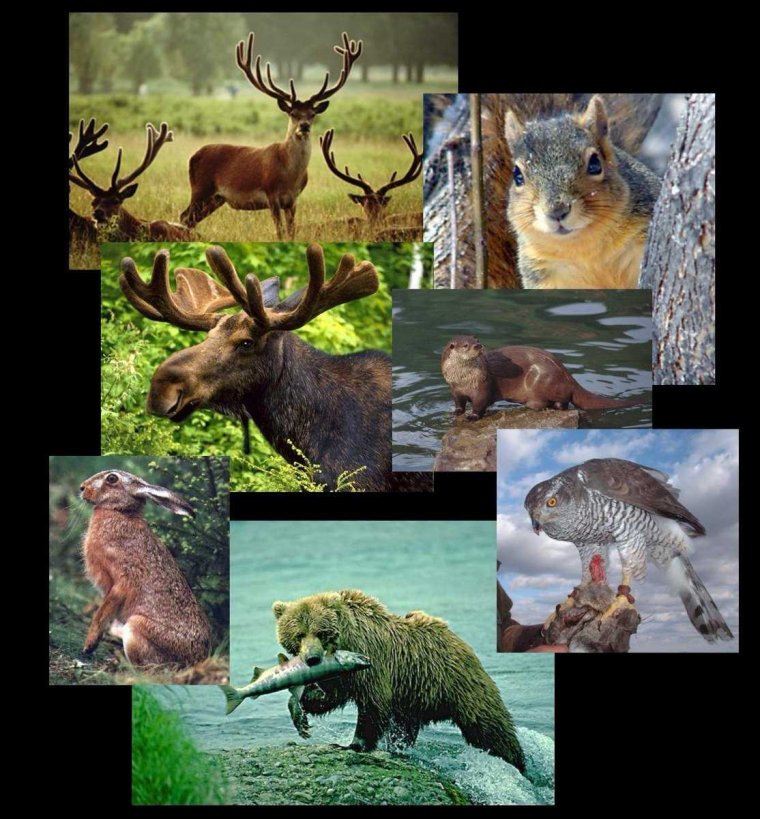 Обитатели тайги