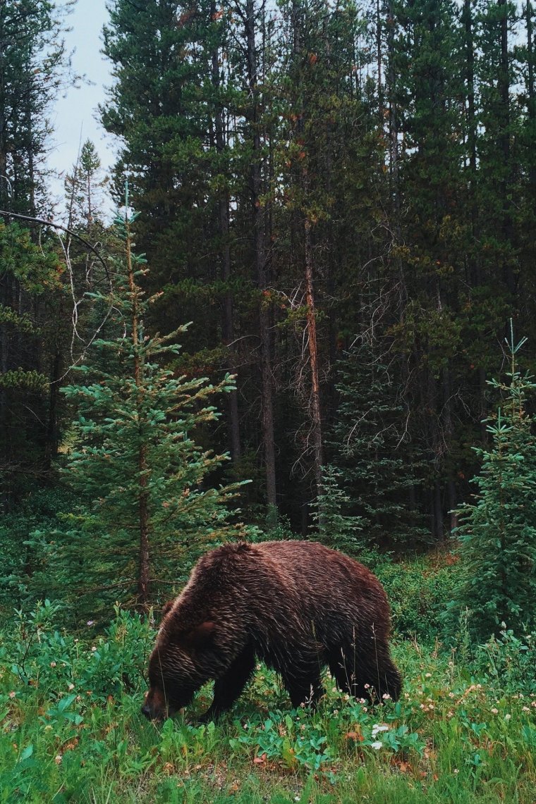 Животные сибирской тайги