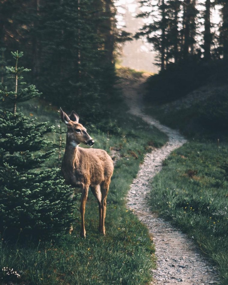 Олень в лесу