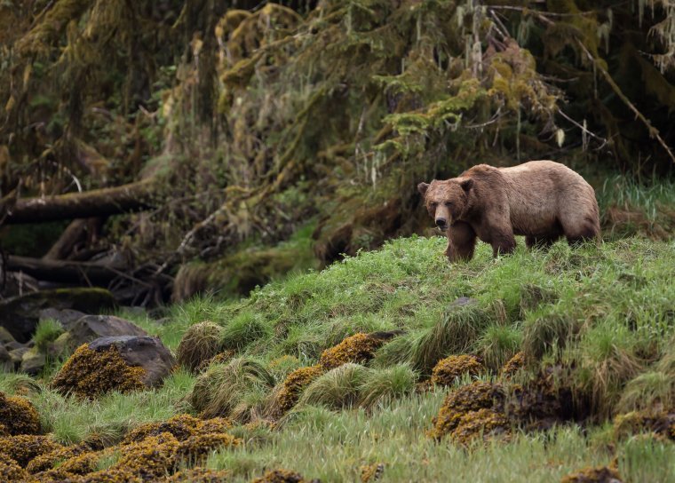 Бурый медведь в тайге
