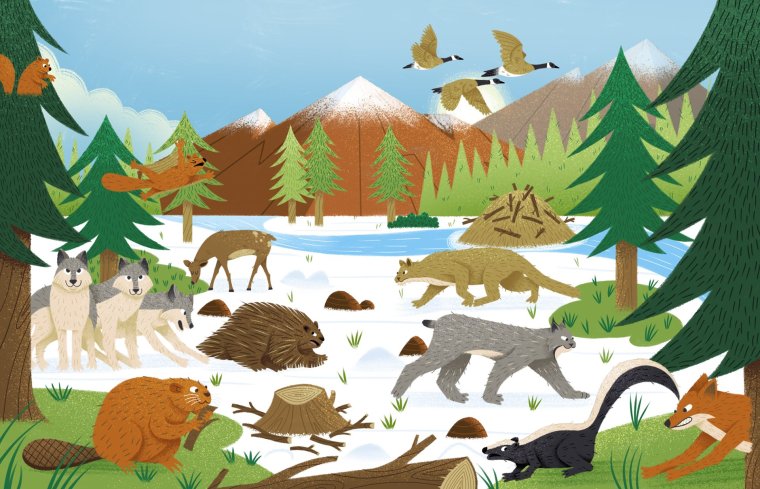 Тайга для детей