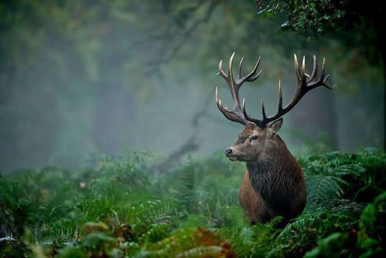 Благородный лес