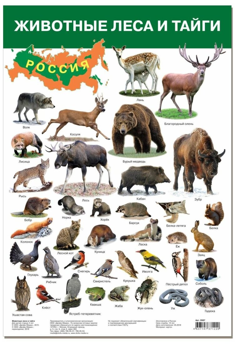 Животные России картинки