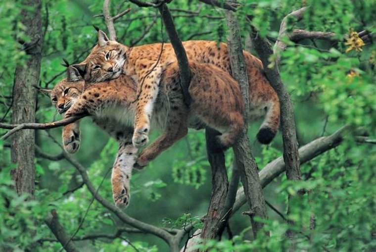 Хищные кошки в лесу