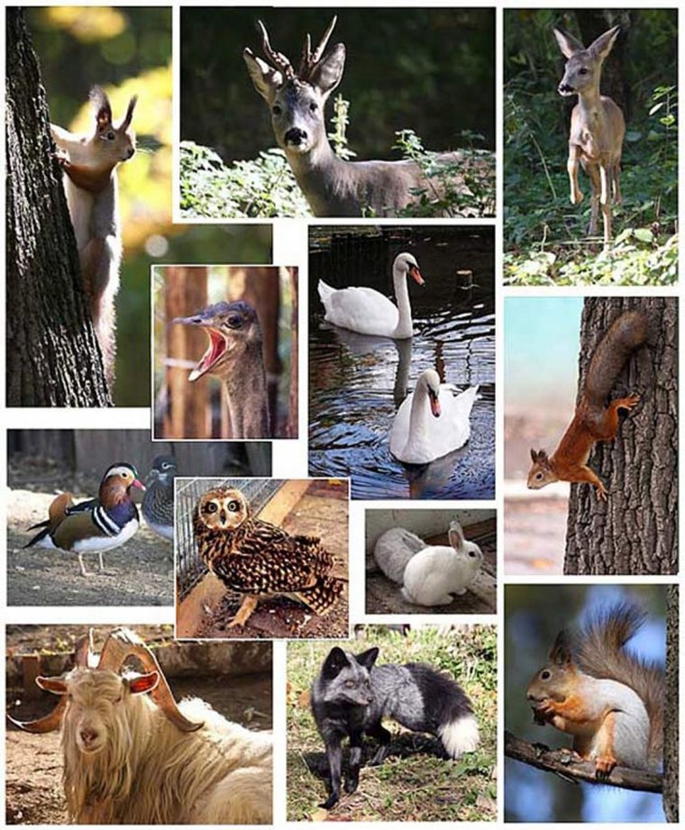 Животные обитающие в парке