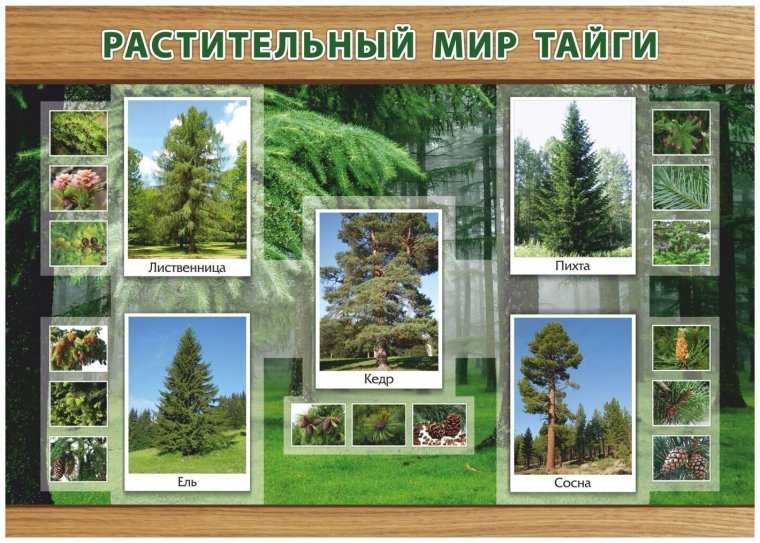 Растительность природной зоны Тайга